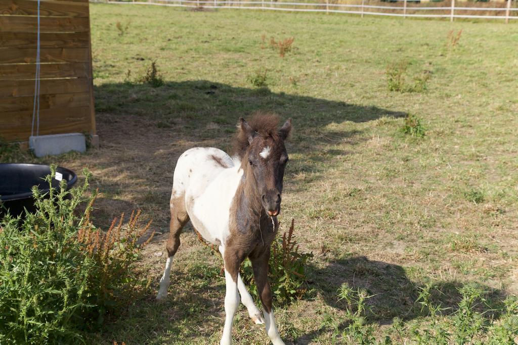 La Petite Chesnee Lägenhet Sacey Exteriör bild